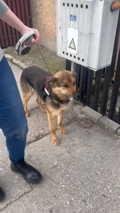 Mixed Breed dogs for adoption: Saved from traffic, now ready for a Loving Home in Nottingham - Video 4