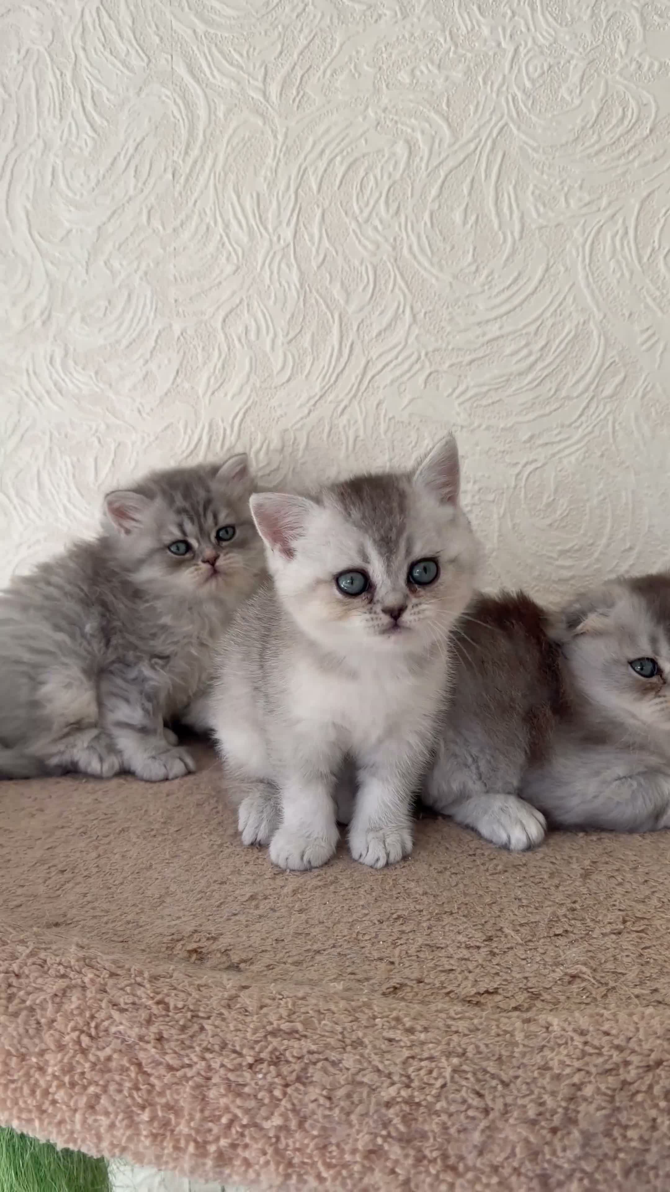Scottish Fold cats for sale: Adorable Scottish Fold Kittens  - Video 1