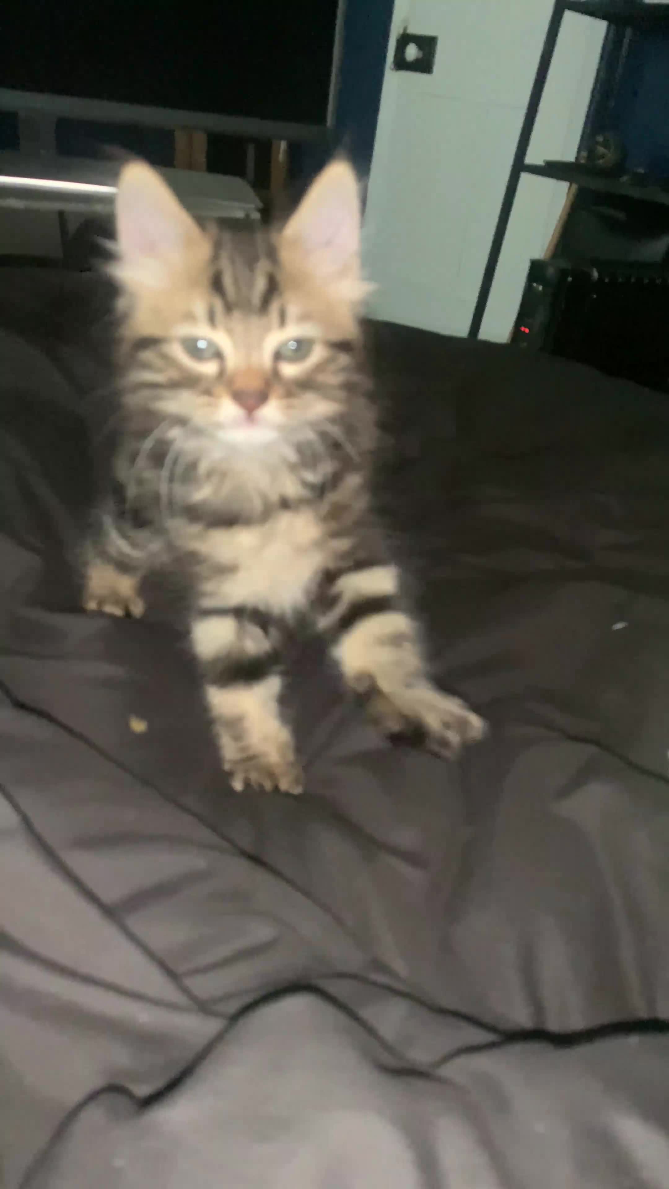 Siberian cats for sale: LONG HAIRED TABBY KITTEN MALE  - Video 1