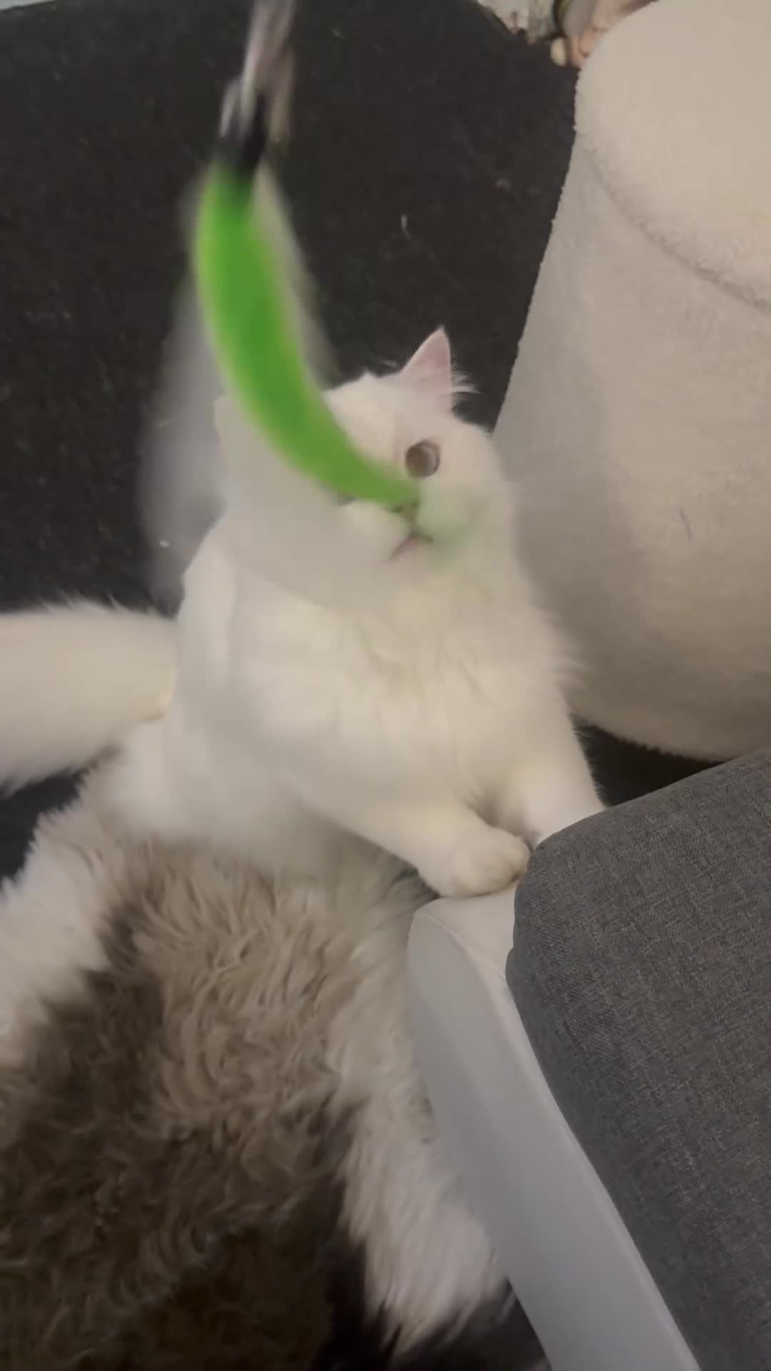 British Longhair cats for sale: British hair long - Video 1