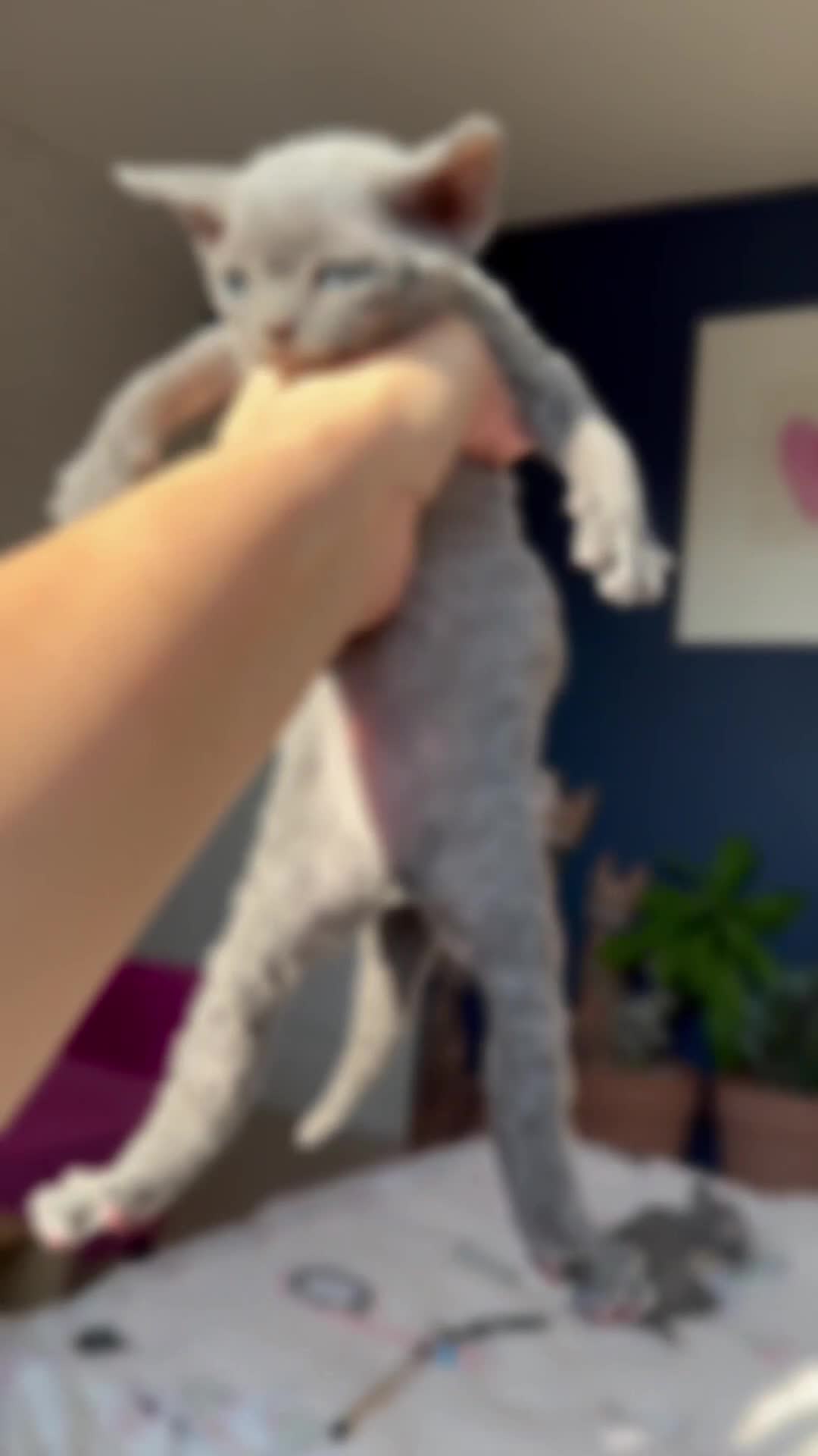 Devon Rex cats for sale: ❤️ Pure Line Devon Rex Kittens Available ❤️ - Video 2