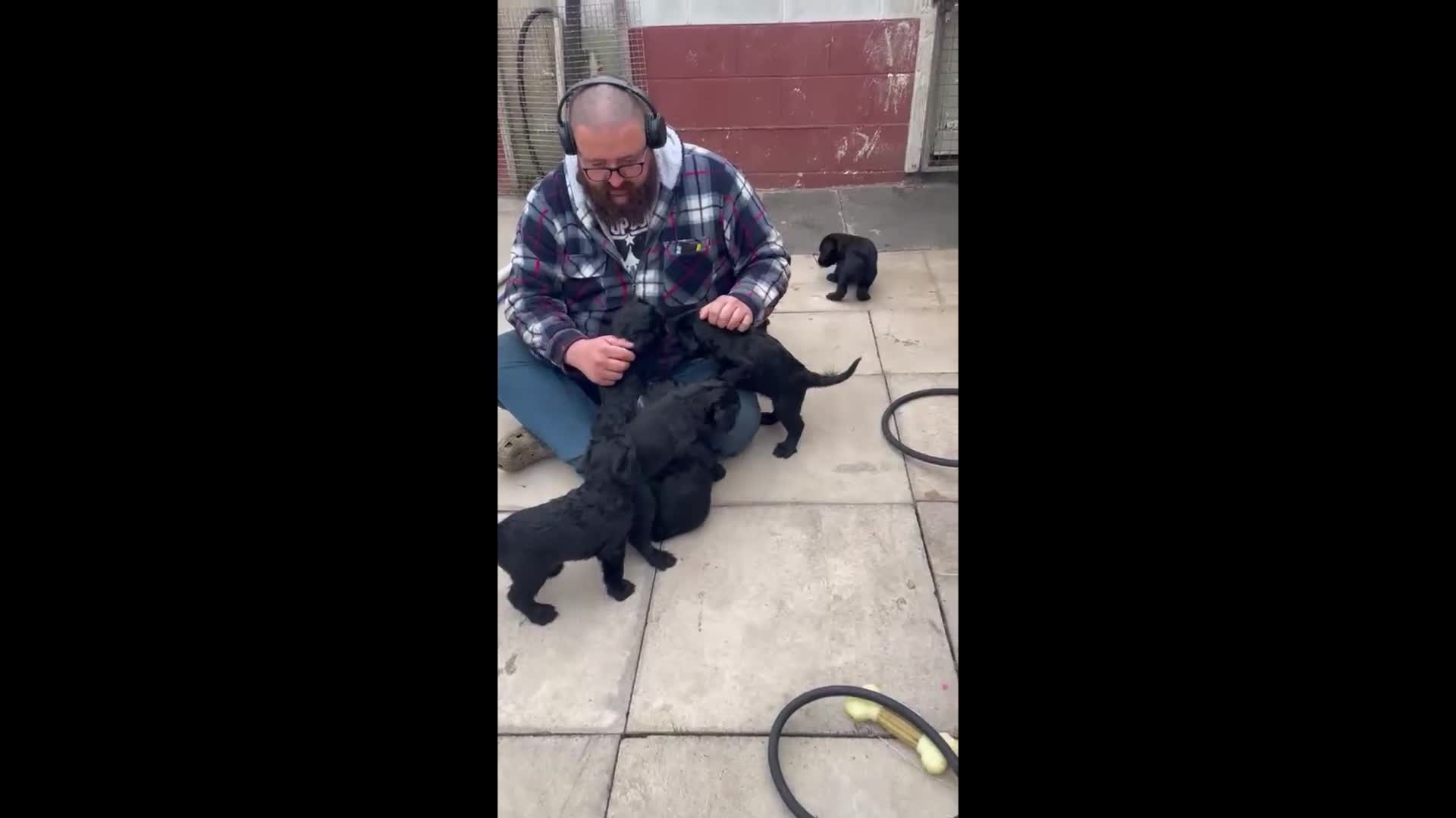 Giant Schnauzer dogs for sale: Ready Soon.Giant Schnauzer Puppies - Video 1