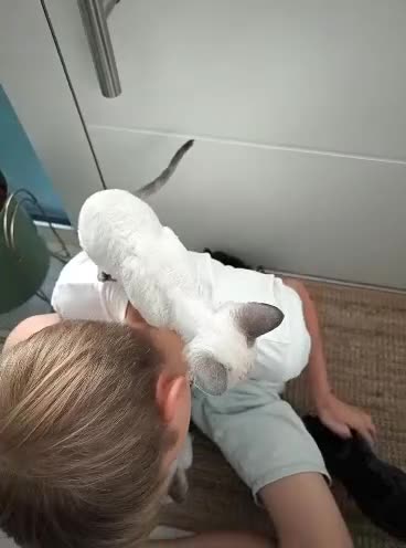 Devon Rex cats for sale: Re-homed Devon Rex point💙blue eyes💙  - Video 2