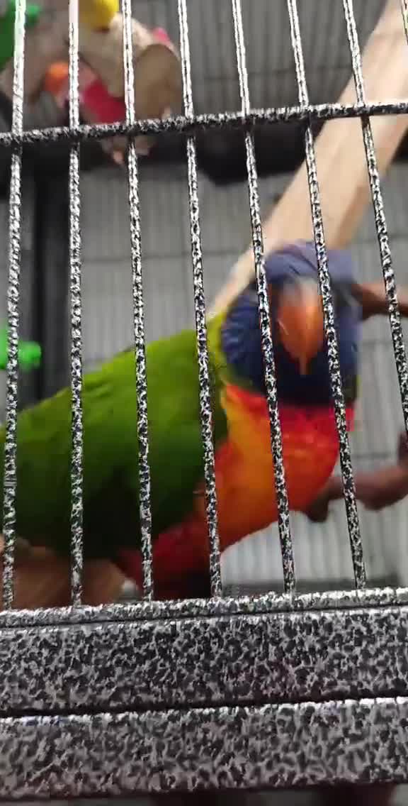 Lorikeets birds for sale: Rainbow loki Koko in Morecambe - Video 1