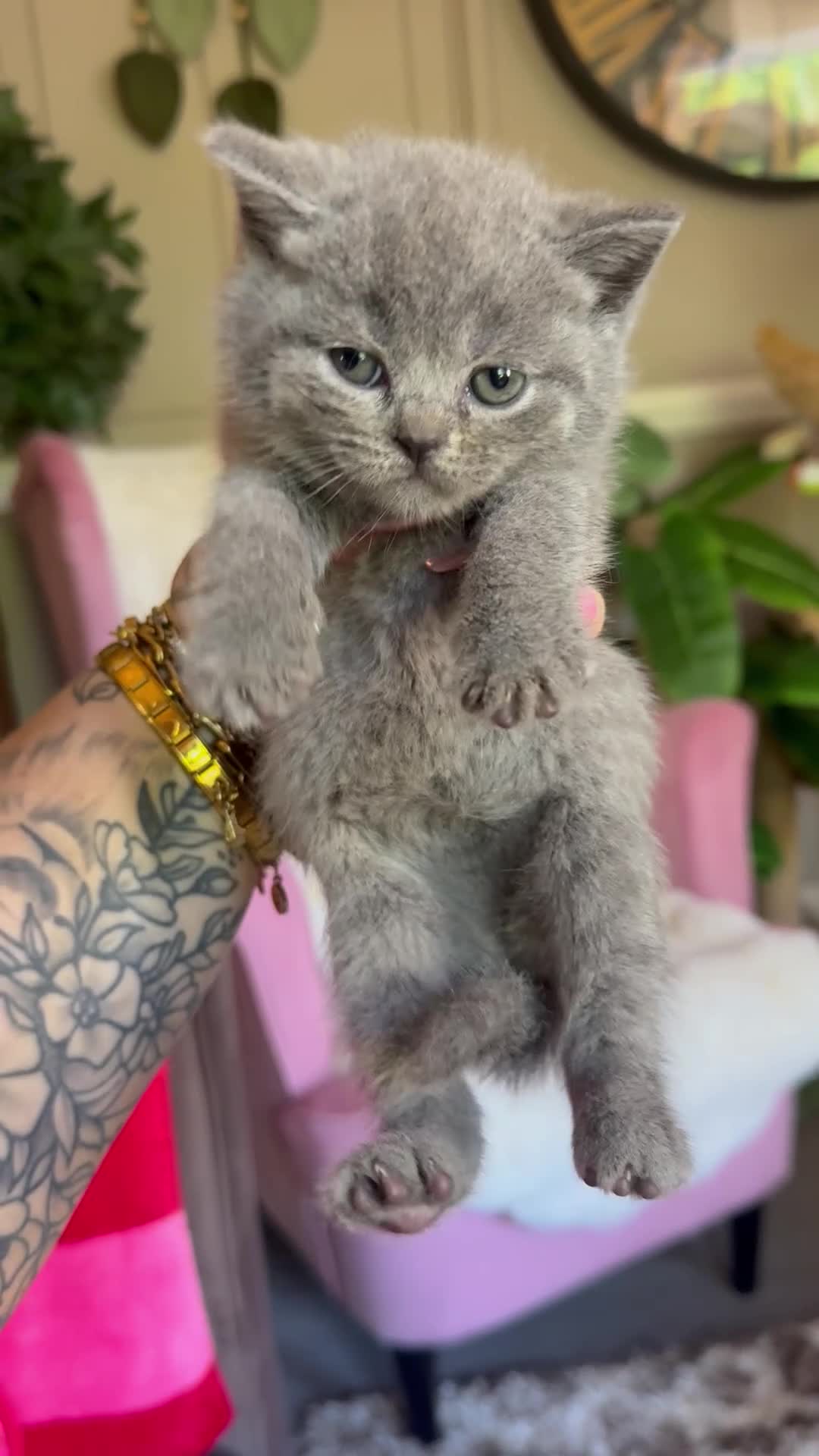 British Shorthair cats for sale: Summer Sale 😻 Champion Line Kittens 😻🥇🏆🐾 - Video 4