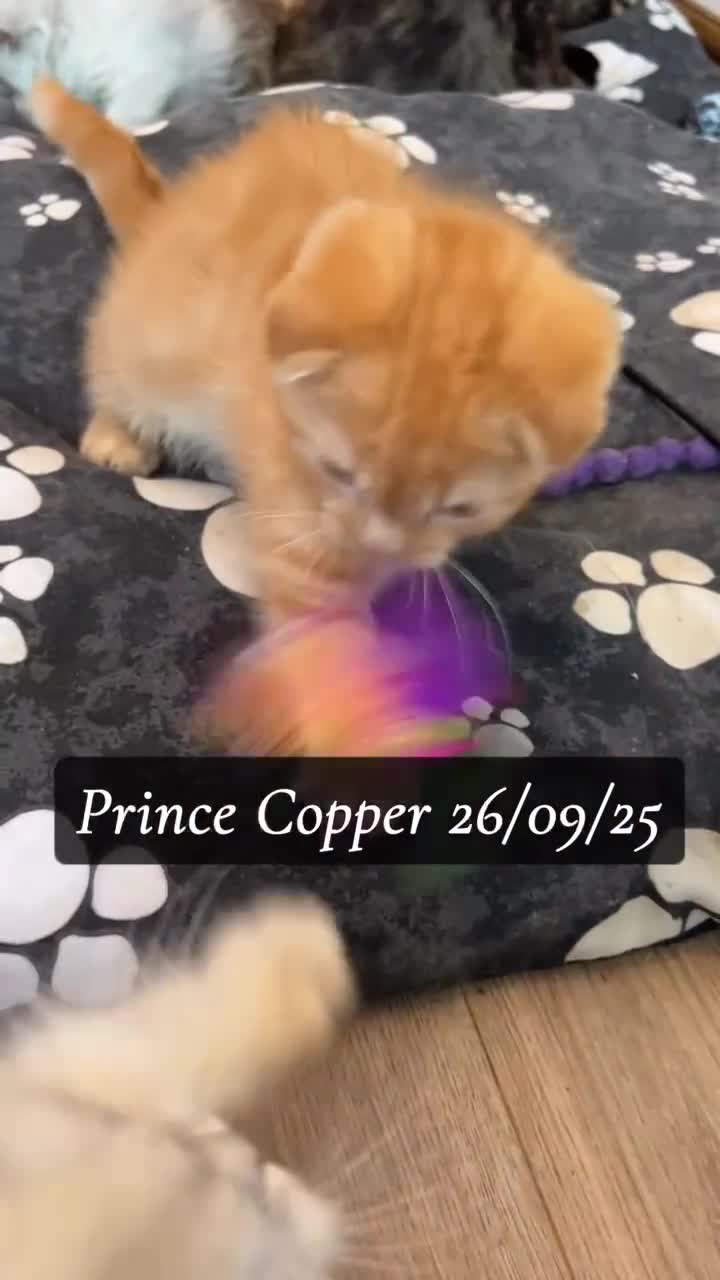 Munchkin cats for sale: Exceptional Quality & Extremely Rare Silver Minuet - Video 4