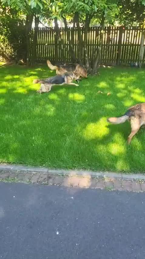 German Shepherd dogs for sale: Beautiful Pure Bread German Shepherds - Video 1