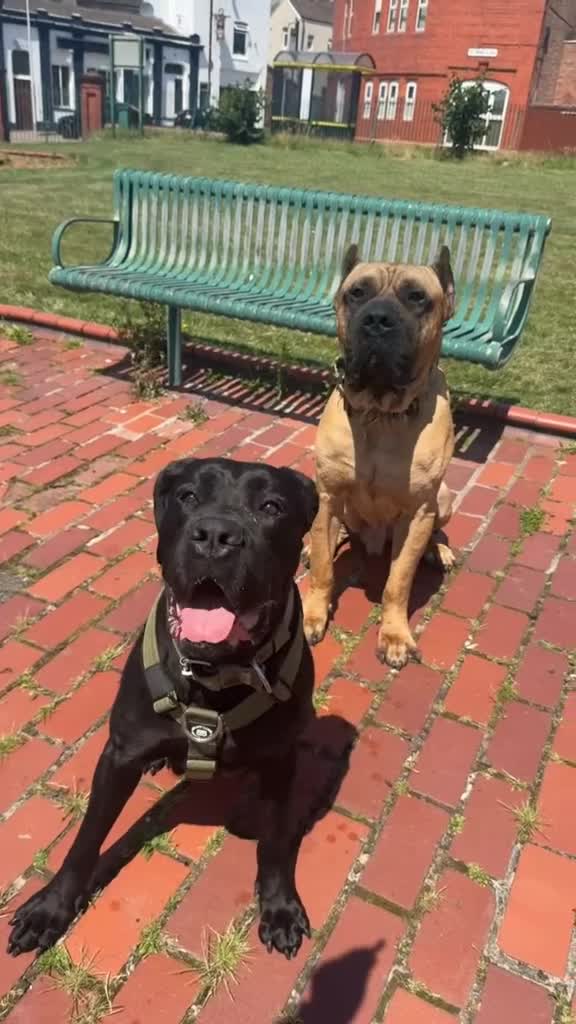 Mixed Breed dogs for sale: Gorgeous hardy pups - Video 1