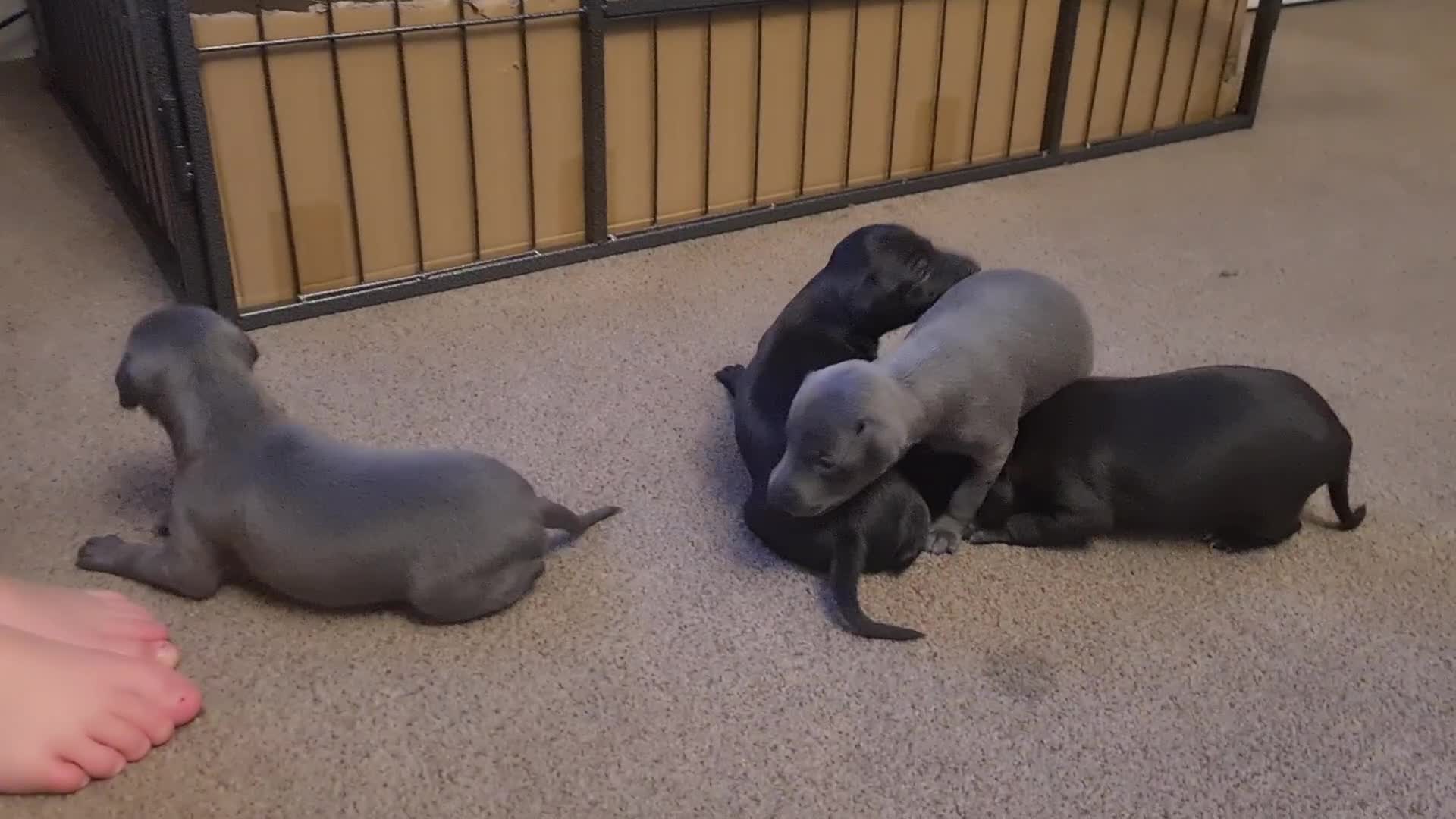 Italian Greyhound dogs for sale: 4 stunning Italian greyhound puppies  - Video 5