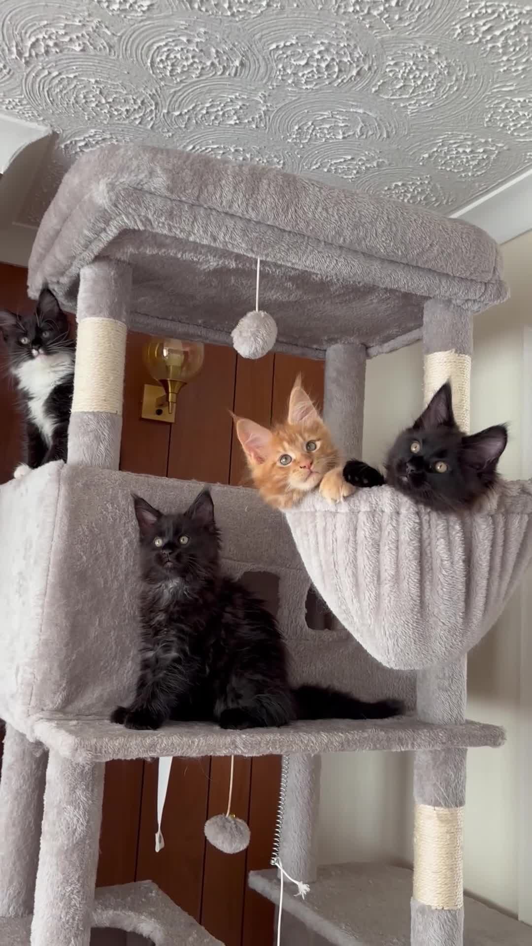 Maine Coon cats for sale: Maine coon - Video 1