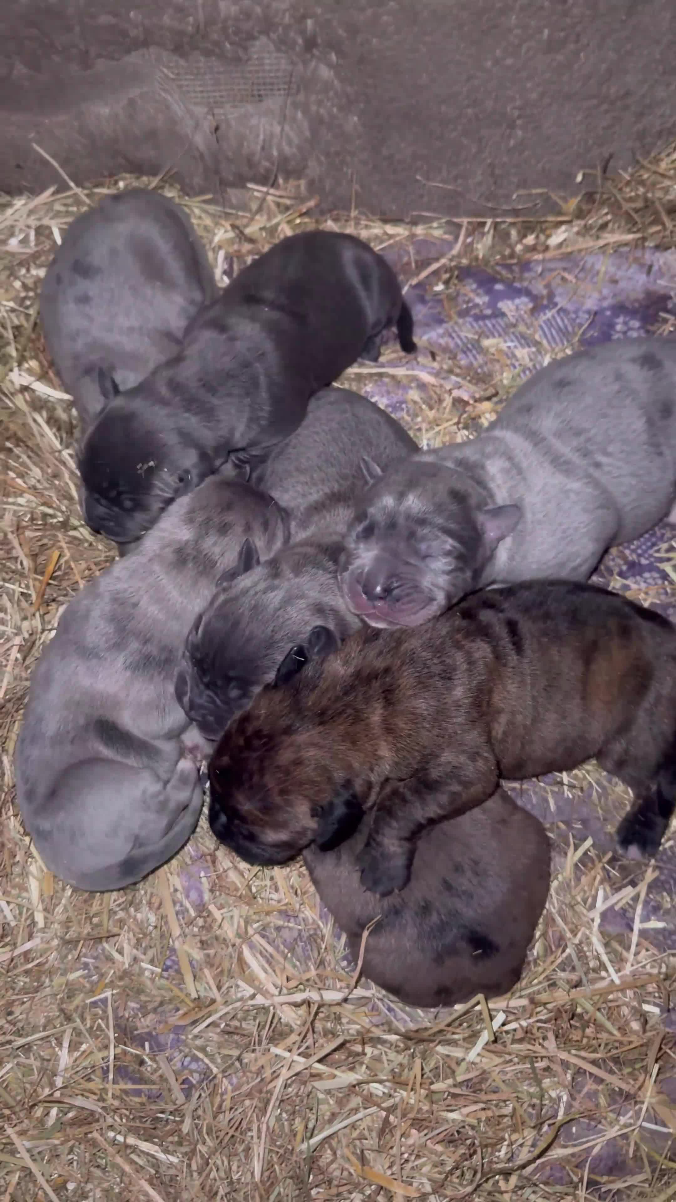 Cane Corso dogs for sale: Cane corso puppy’s. - Video 1