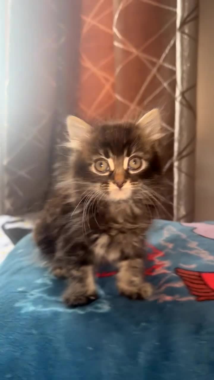 Mixed Breed cats for sale: Bengal x Maine coon kitten  - Video 1