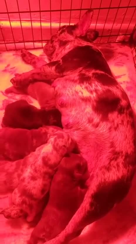 French Bulldog dogs for sale: French bulldogs for sale ready in 3 weeks - Video 1