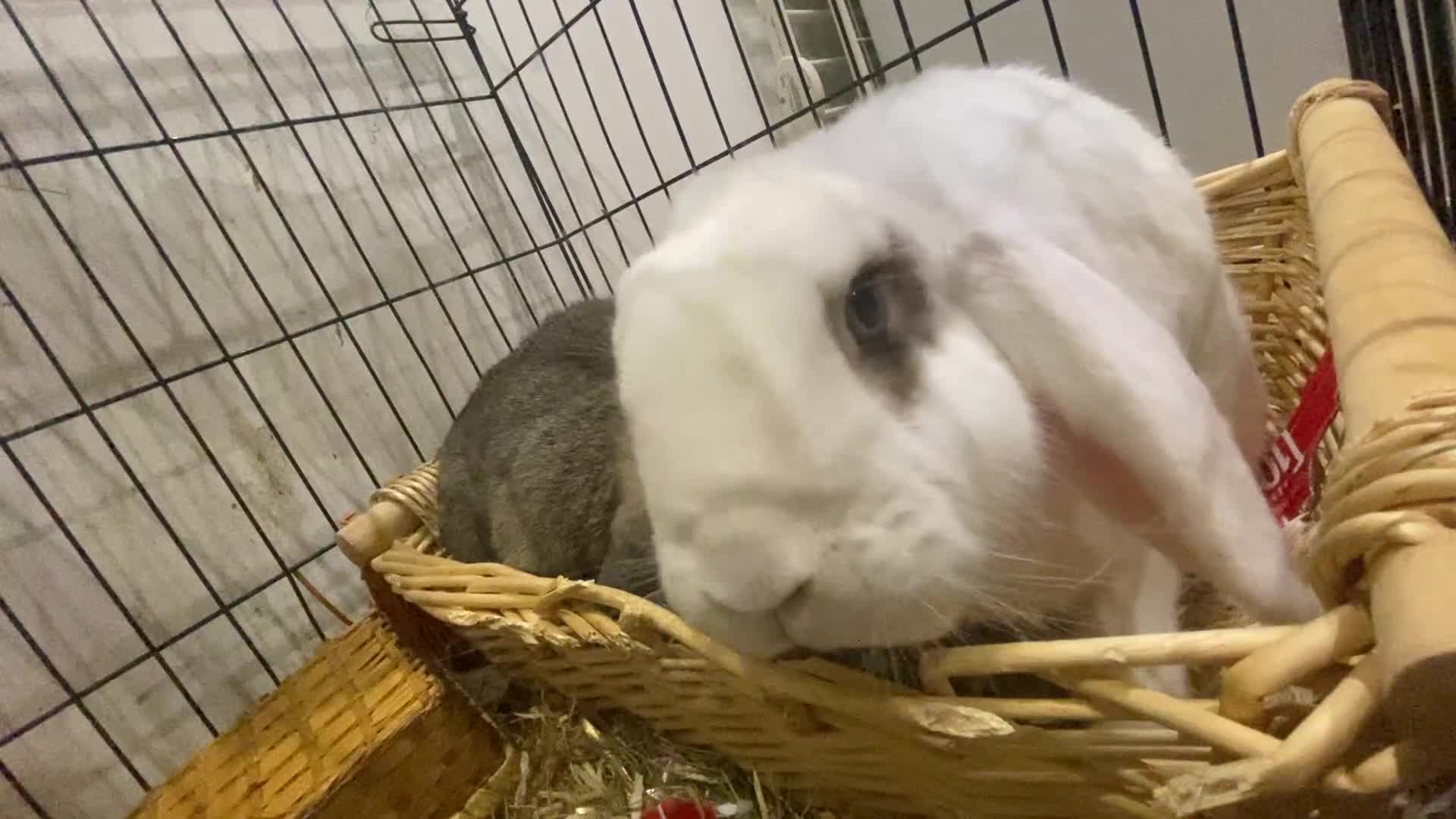 English Lop rabbits for sale: Sadly need to rehome my rabbit  in Chelmsford - Video 2