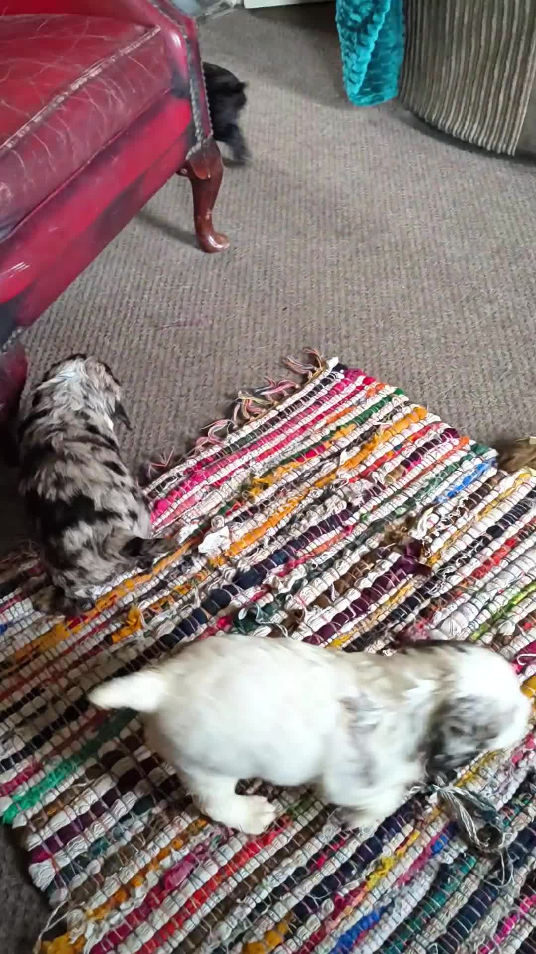 Cocker Spaniel dogs for sale: Gorgeous Cocker pups for sale - Video 1