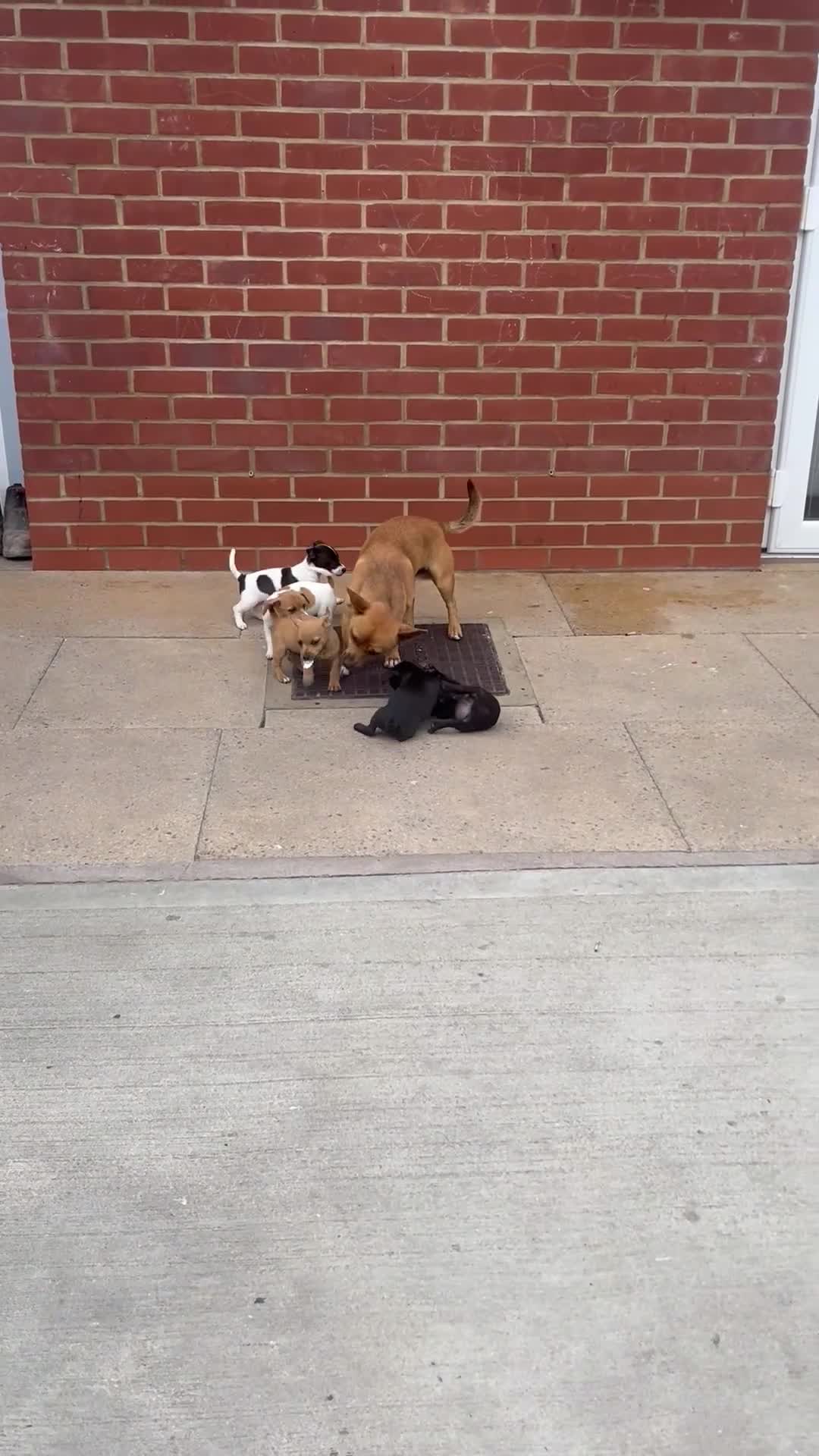 Jack Russell dogs for sale: Jack russsell puppy’s for sale small type - Video 1