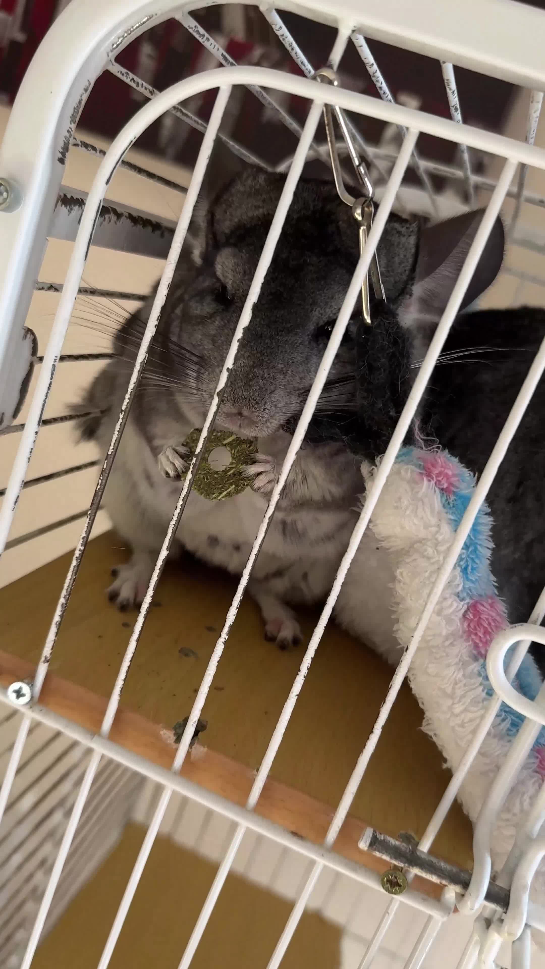 Chinchilla rodents for sale: 4 Female Chinchilla for sale  - Video 1