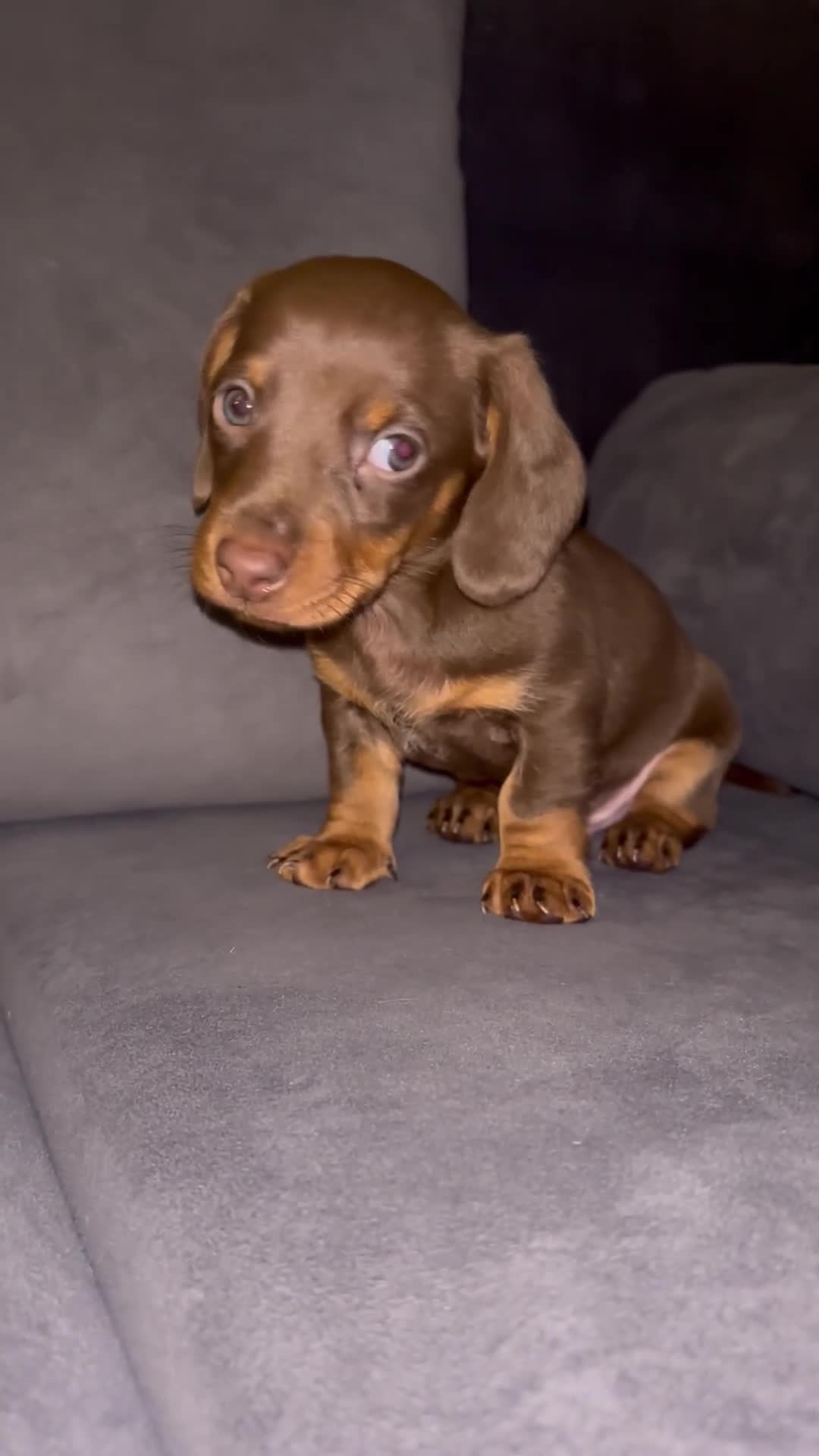 Dachshund dogs for sale: 🎅beautiful dachshund puppies🎅 - Video 3