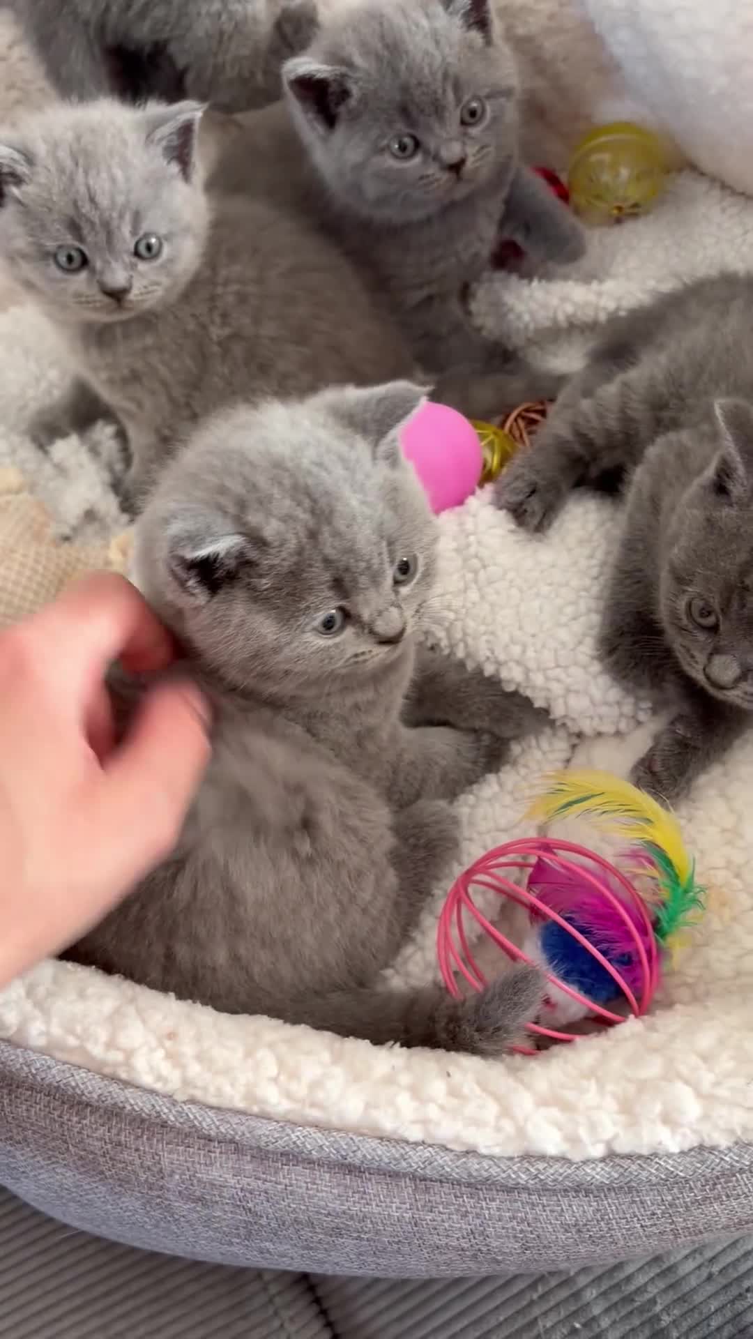 British Shorthair cats for sale: REDUCED GCCF active, 5 gen championship BSH - Video 2