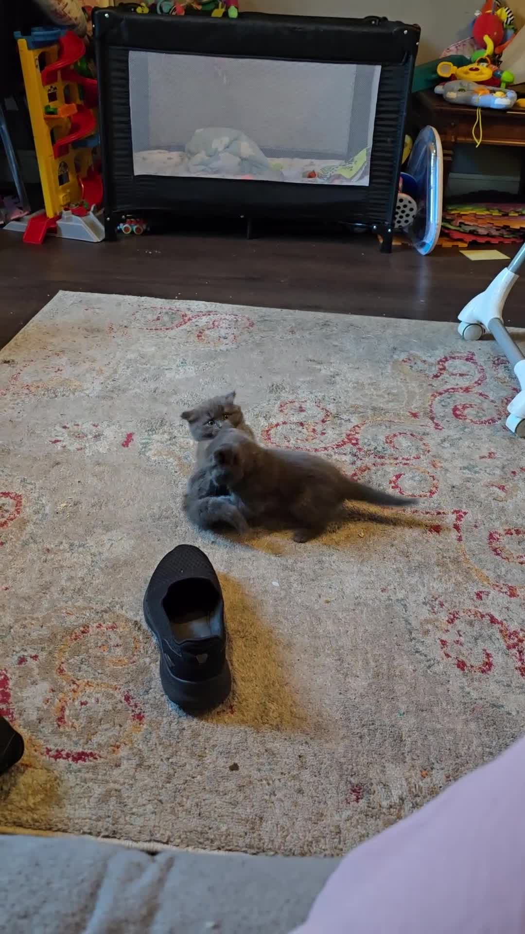 British Shorthair cats for sale: Gorgeous half British short-hair kittens - Video 1