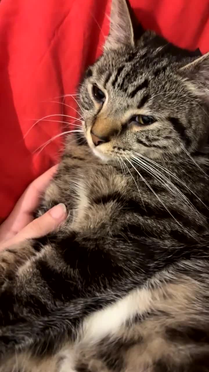 Mixed Breed cats for sale: 2 years old female cat  in Walsall - Video 1