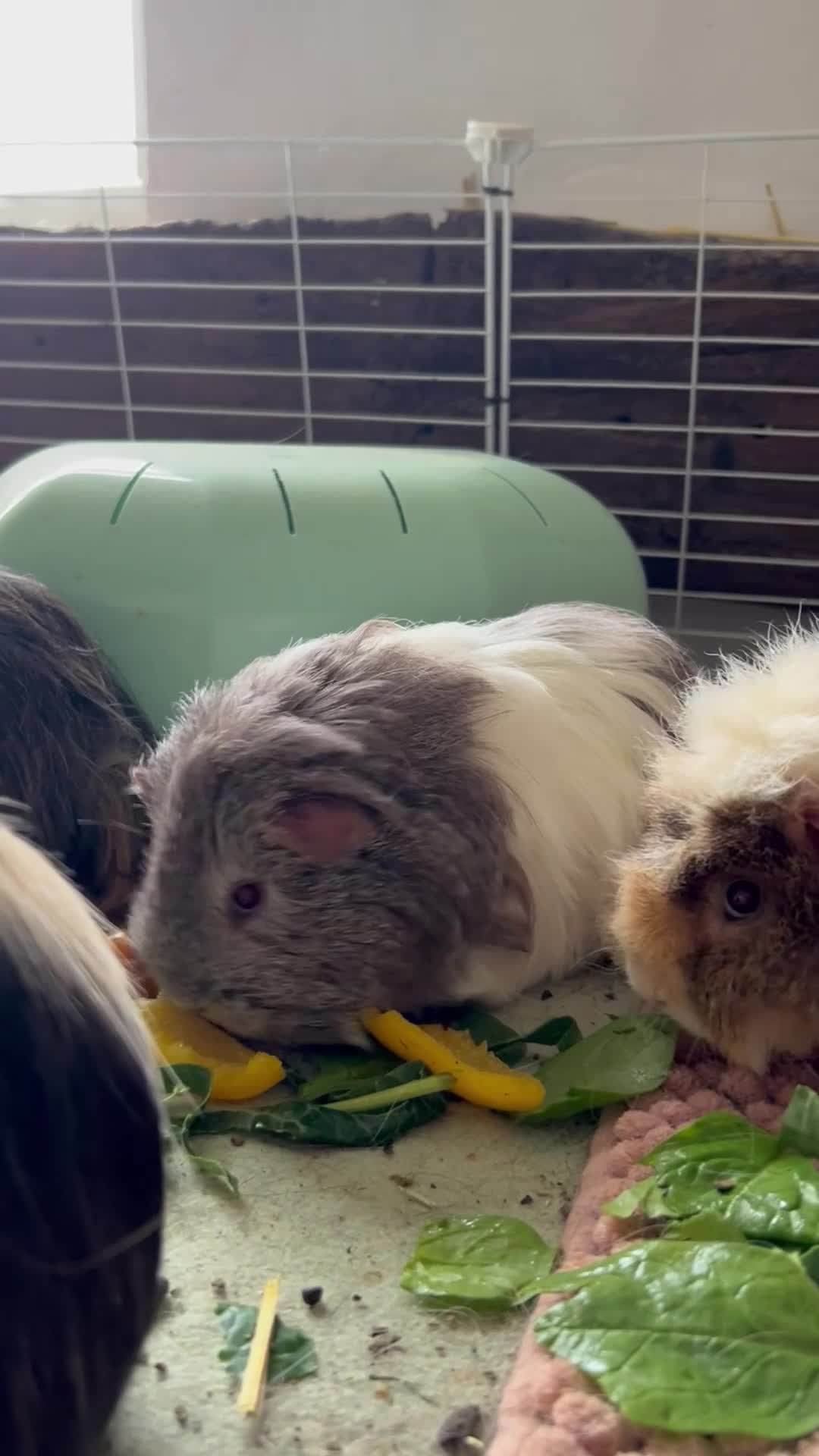 Guinea Pig rodents for sale: 8 Beautiful Girls. in Woodbridge - Video 4