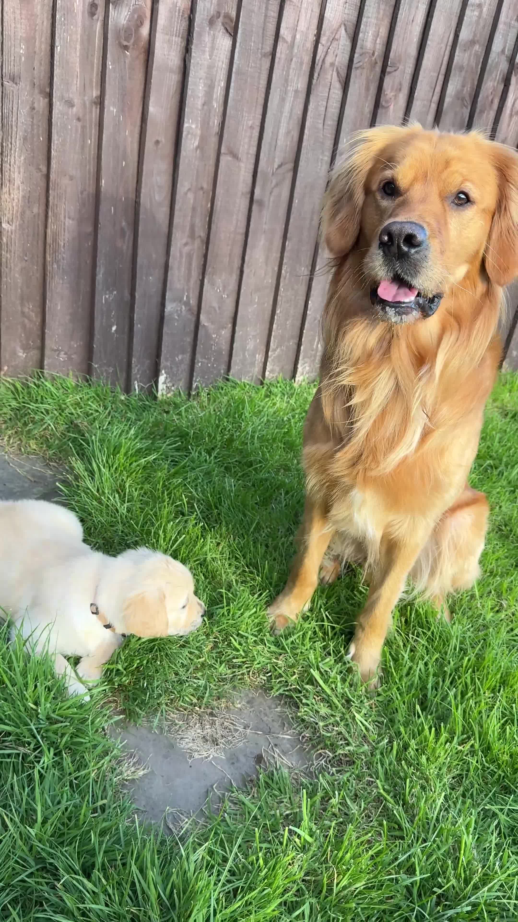 Golden Retriever dogs for stud: HANDSOME DARK GOLDEN RETRIEVER STUD-PICK OF LITTER - Video 3