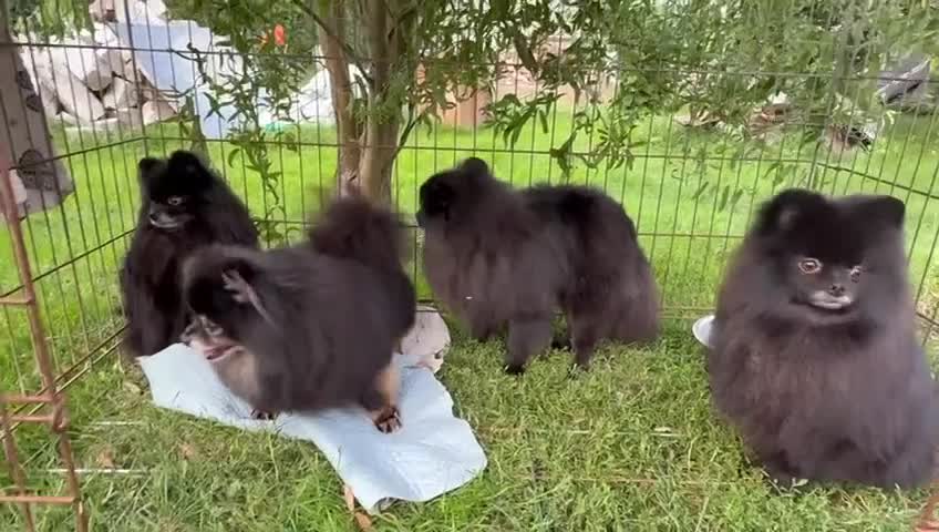 Pomeranian dogs for adoption: Prince, Romeo and Smokey - Video 2