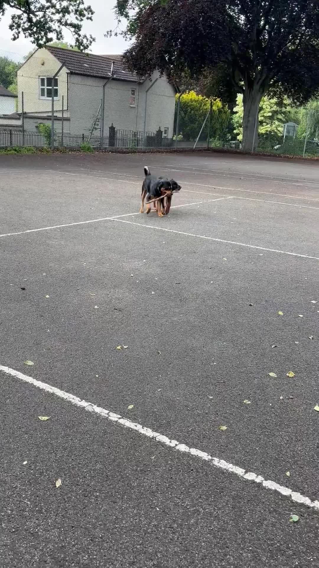 Rottweiler dogs for stud: Bruce the Rottweiler  - Video 3