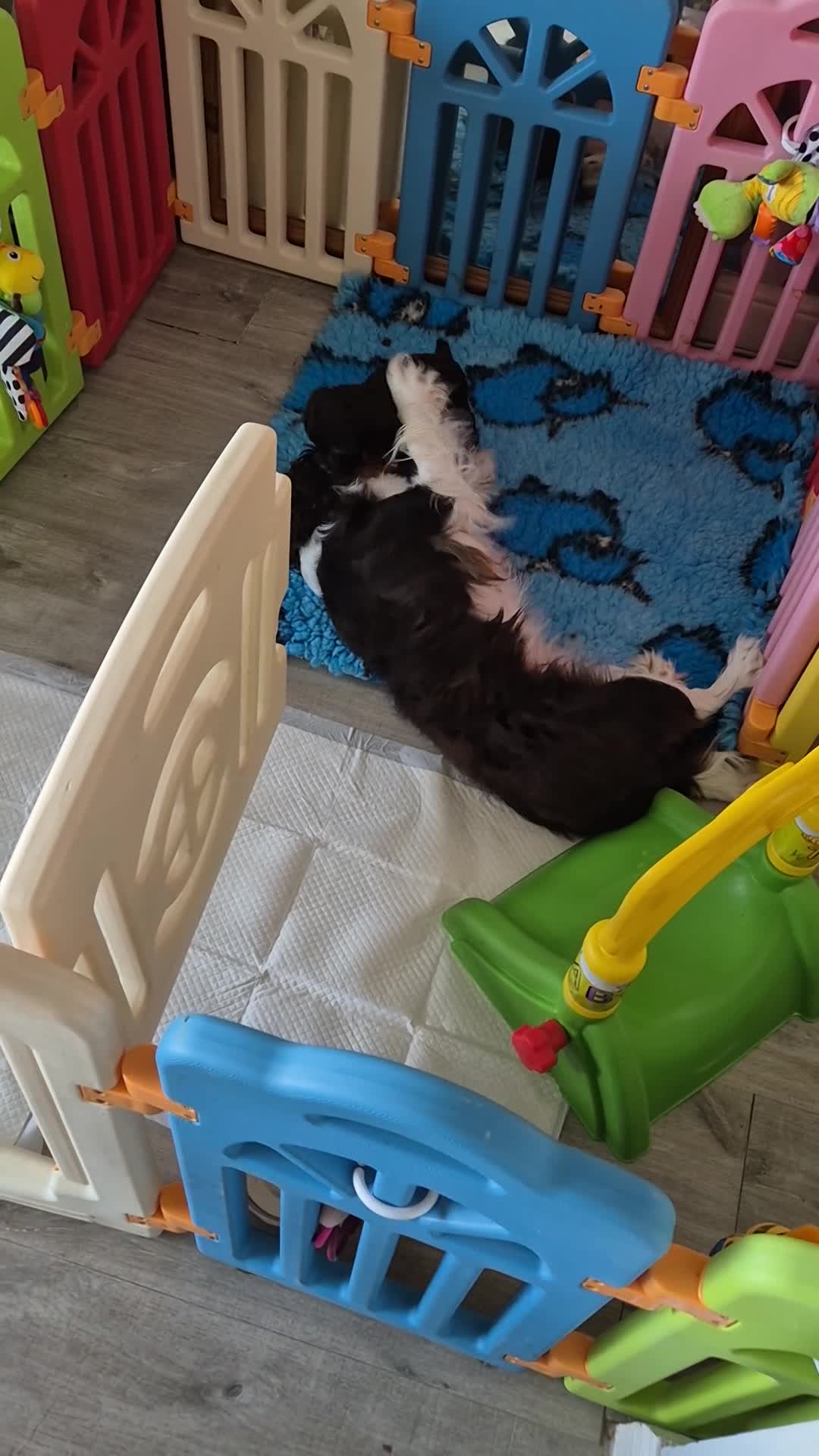 Cavapoo dogs for sale: Rare f1 cavapoo true chocolate  - Video 1
