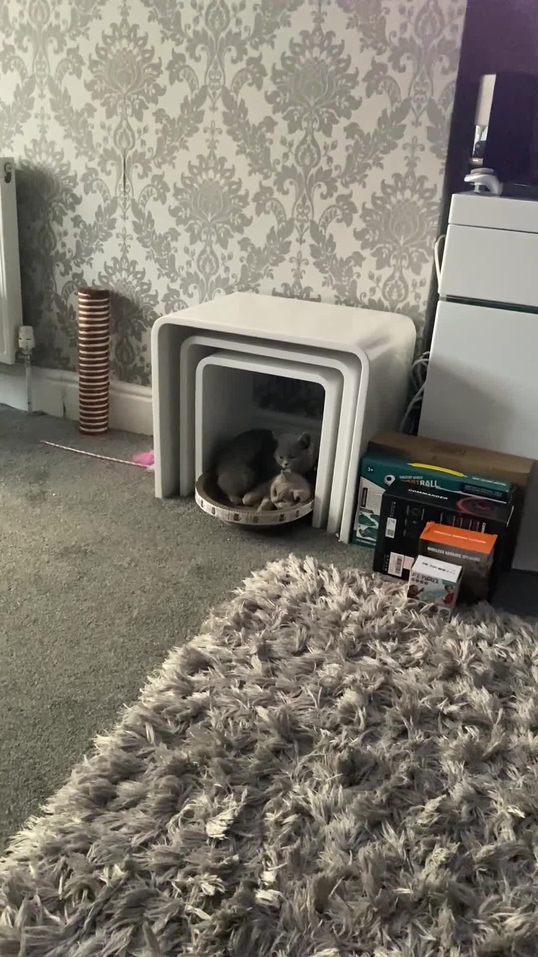 British Shorthair cats for sale: Active British shorthair cat - Video 2