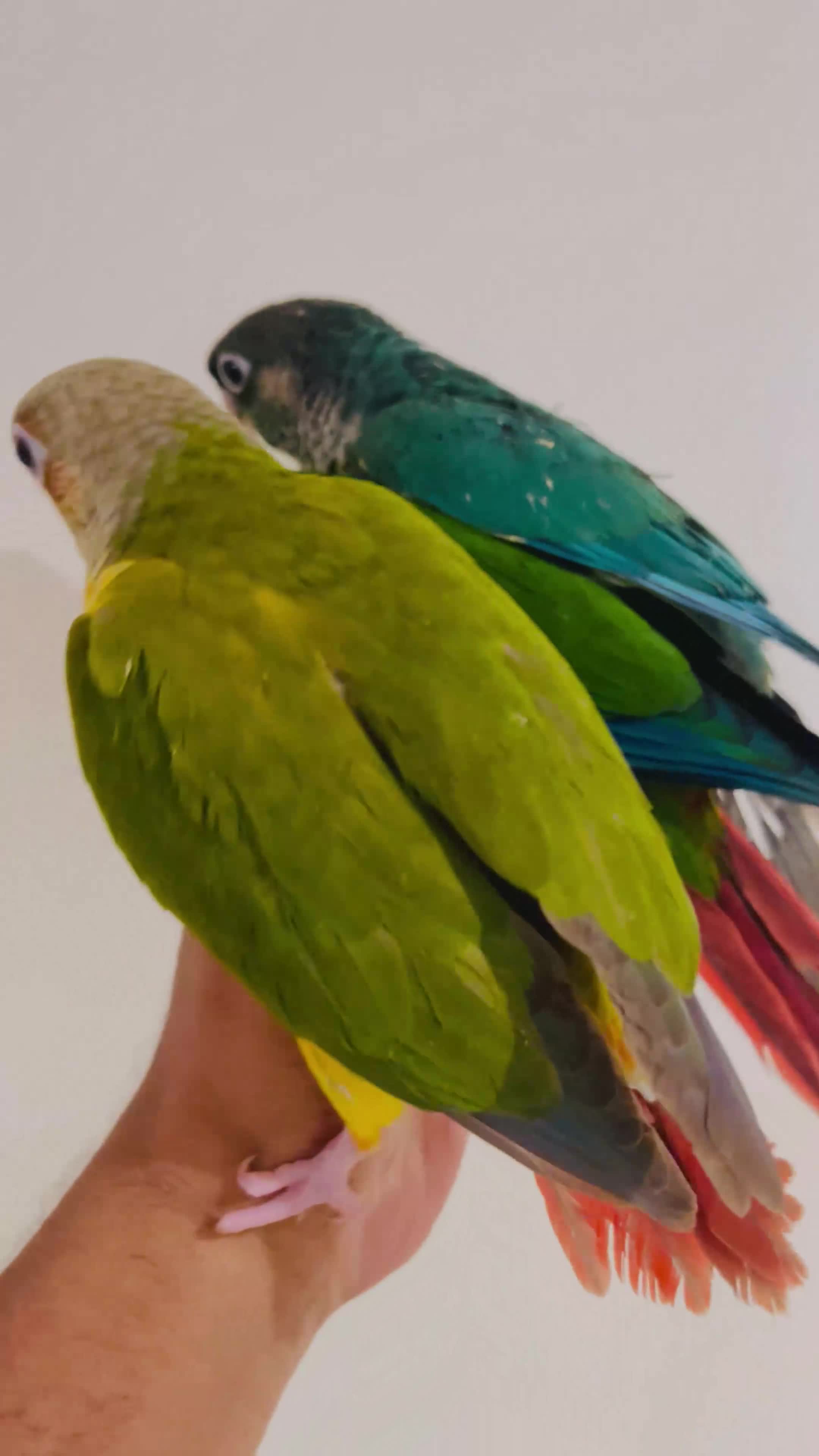 Conures birds for sale: Conure for sale - hand reared babies  in Milton Keynes - Video 1