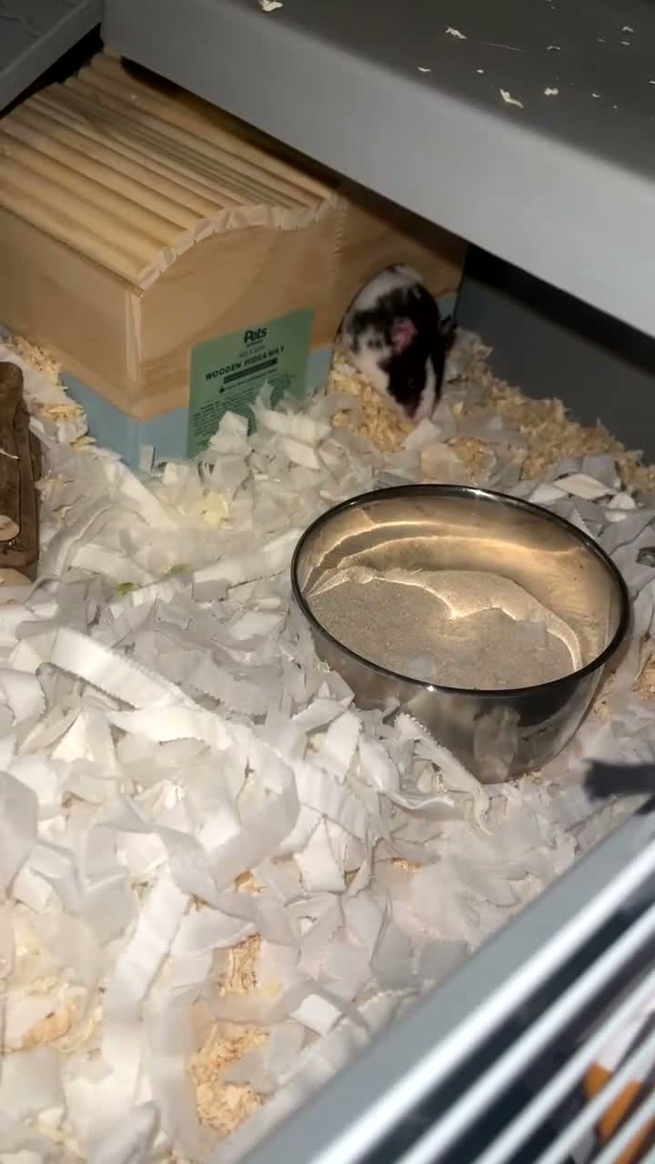 Hamster rodents for sale: Hamster for sale in Huddersfield - Video 2