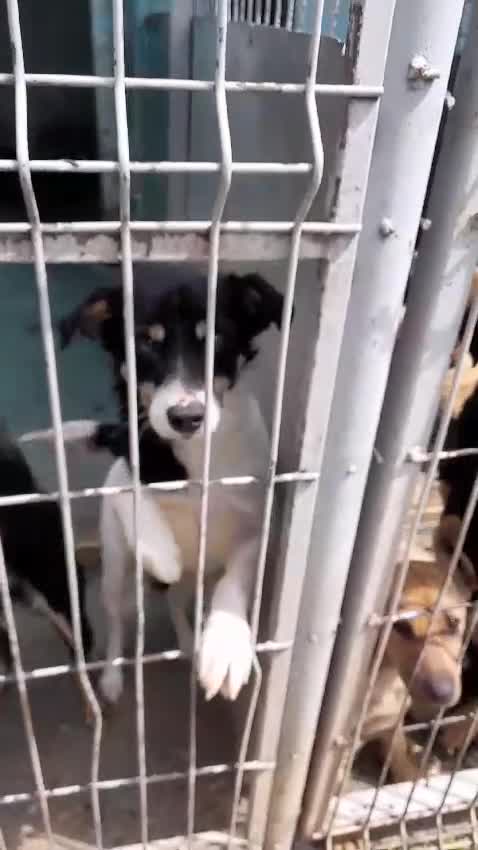 Mixed Breed dogs for adoption: 🐾 Vicky - a cheerful girl with a golden heart 💖 - Video 1