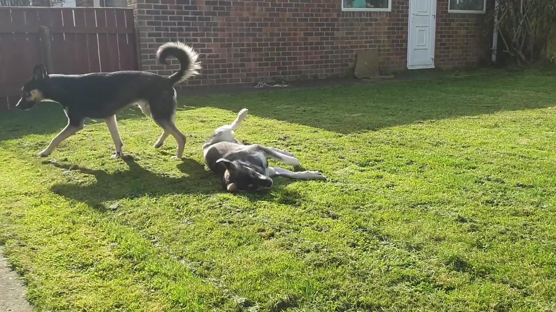 Mixed Breed dogs for sale: Husky Cross Puppies - Video 1