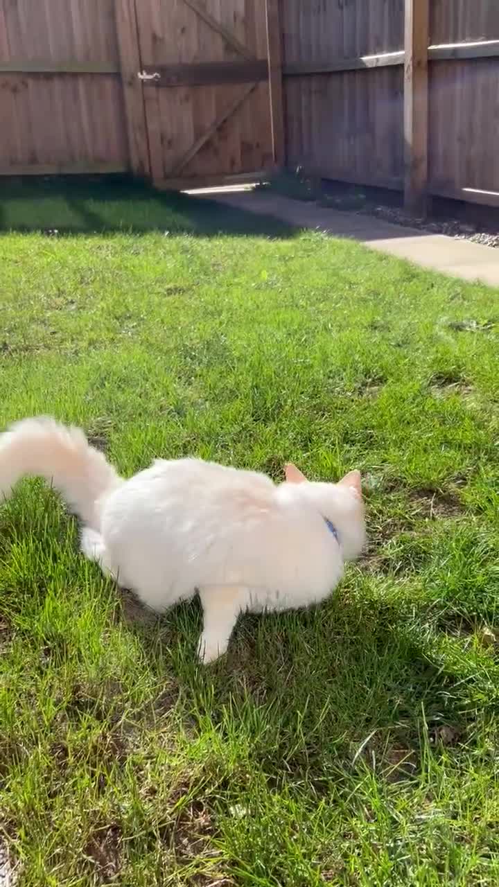 Ragdoll cats for sale: Ready in a week! Stunning Rare Ragdoll babies! - Video 3