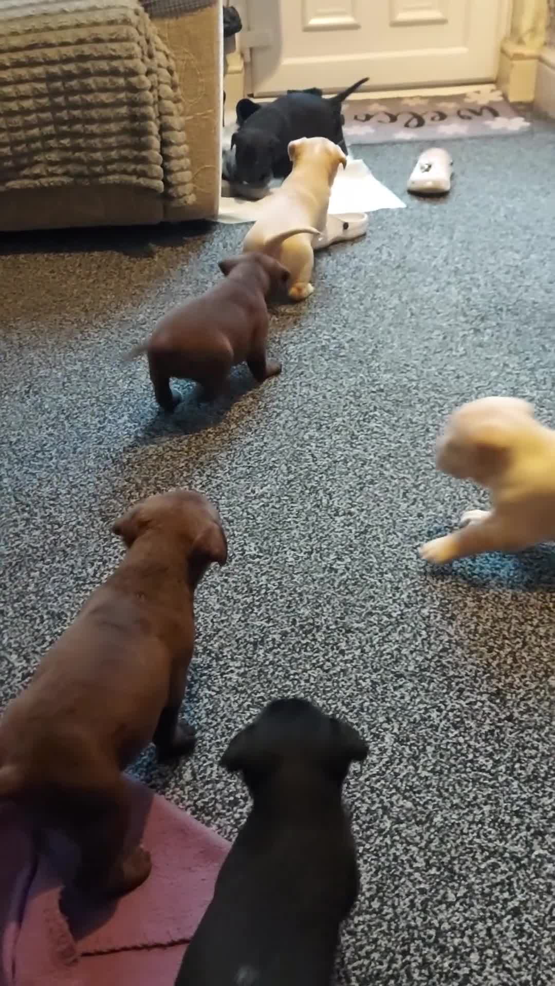 Mixed Breed dogs for sale: Mixed labrador  - Video 1