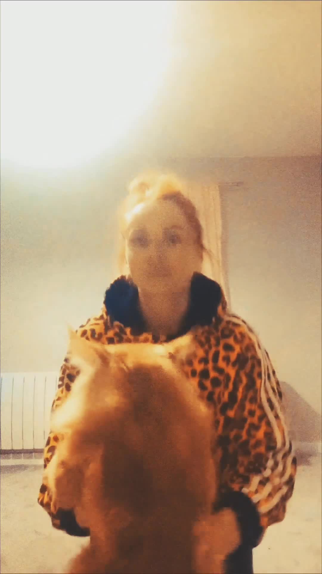 Maine Coon cats for stud: XXL Real Lion VITO 🦁 Massive Maine Coon in Hertford - Video 3