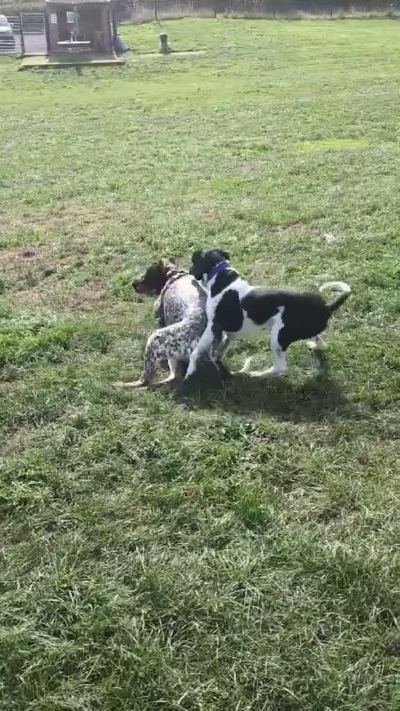 Mixed Breed dogs for adoption: ARCHIE,POINTER CROSS, LOOKING FOR HIS FOREVER HOME in Hereford - Video 1