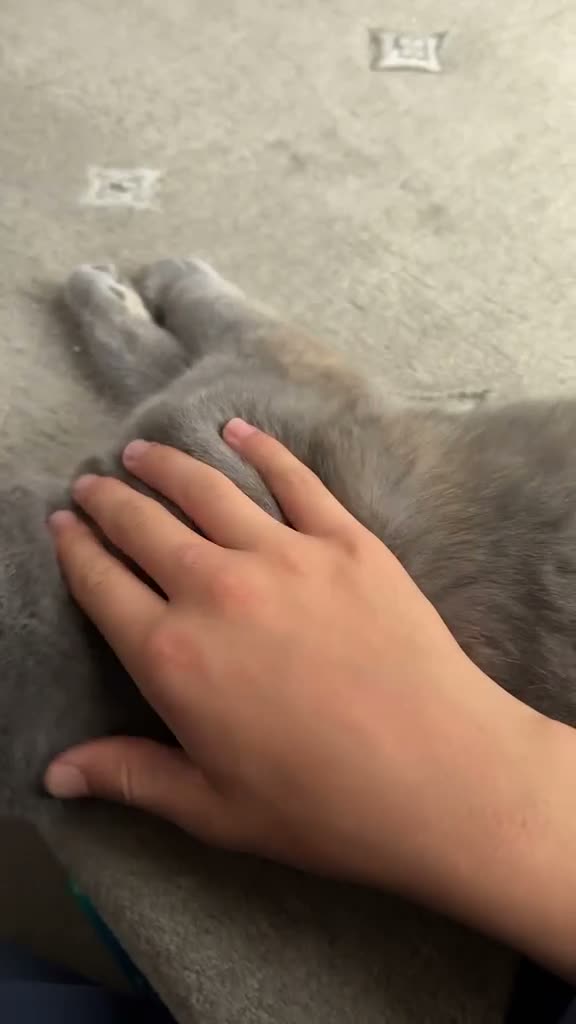 Scottish Fold cats for sale: Female  - Video 1