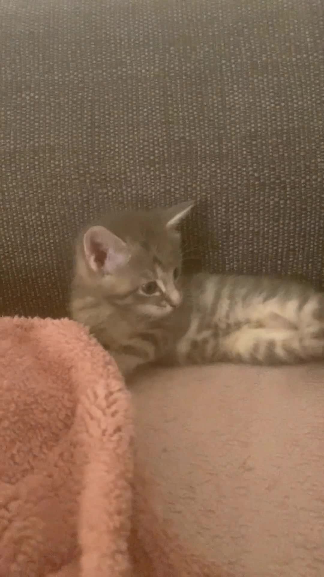 Mixed Breed cats for sale: 4 boys 2 girls  in Aberystwyth - Video 1