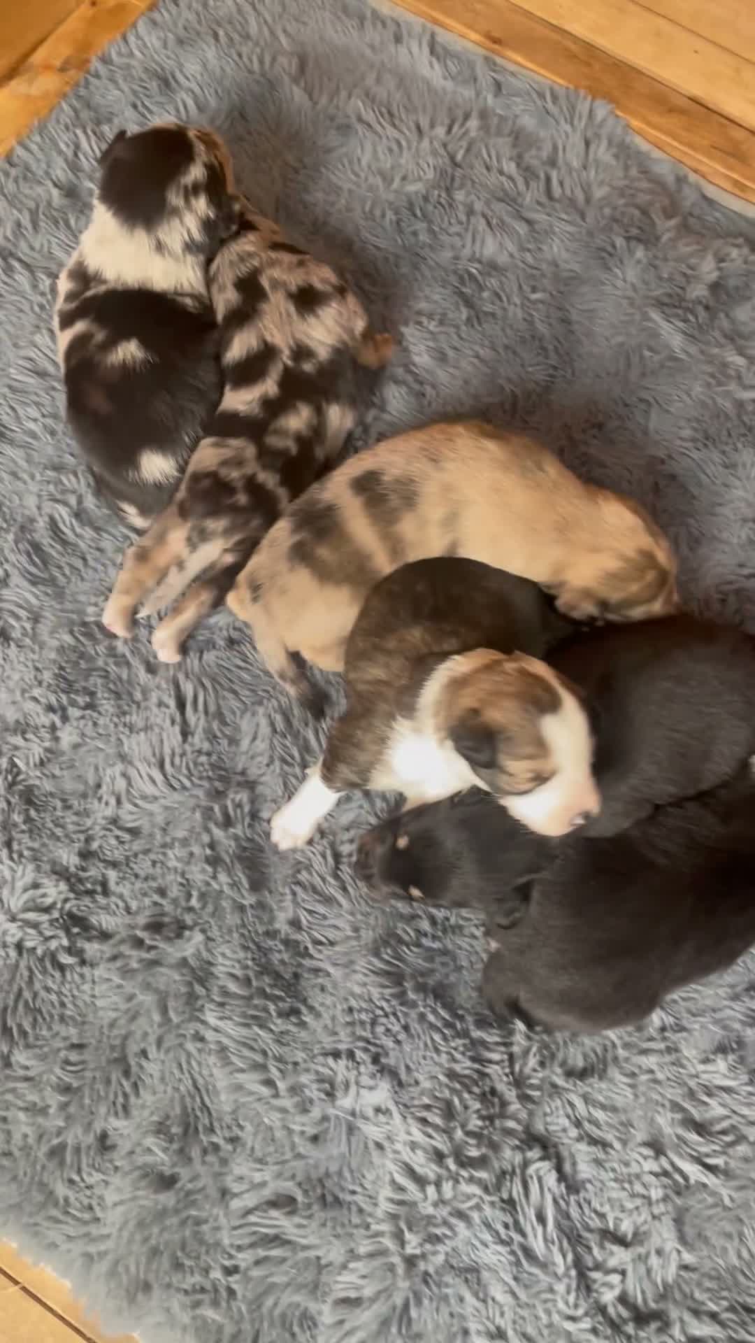Australian Kelpie dogs for sale: Australian kelpie pups  in Swansea - Video 2