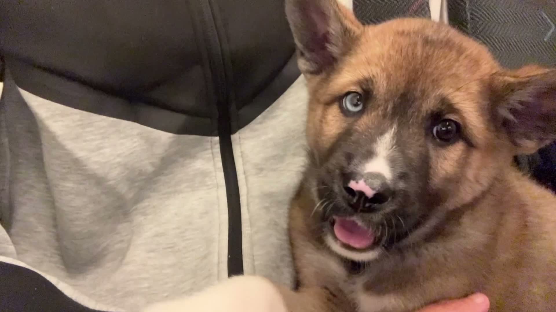 Huskita dogs for sale: Huskita female - Video 1