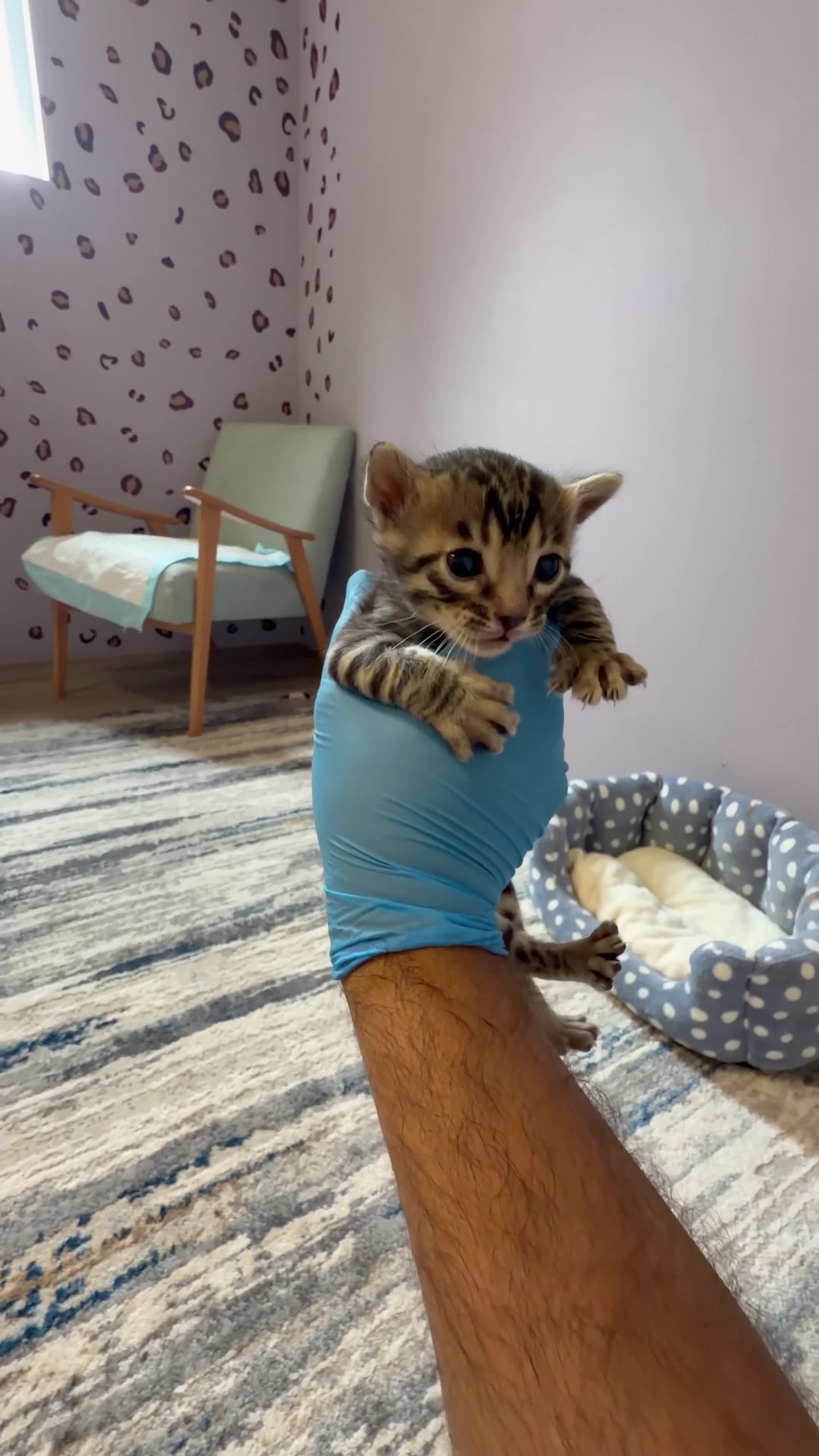 Bengal cats for sale: 3 Bengals Boys - Coco Chanel 1st Litter  in Blackburn - Video 4