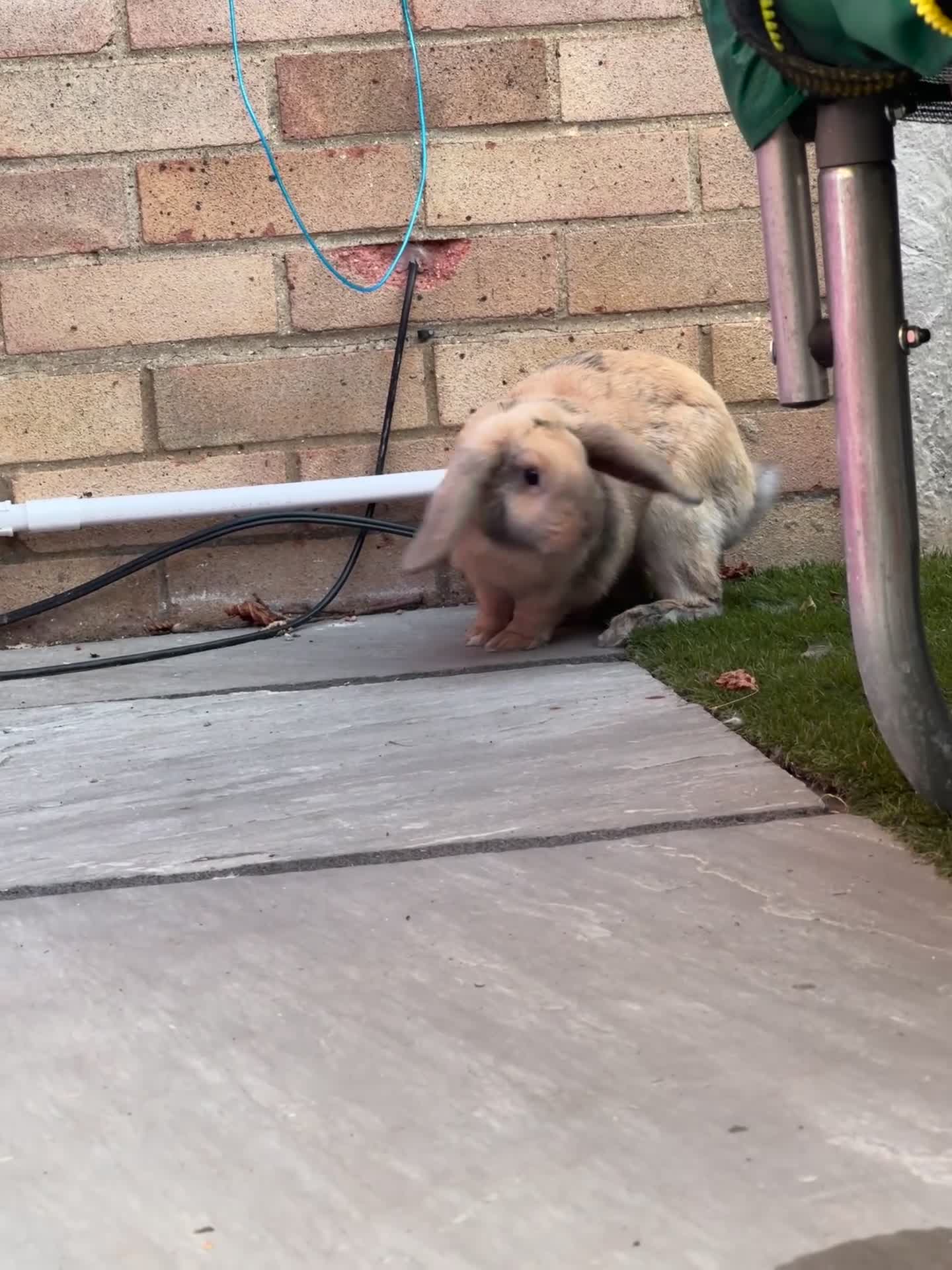 Mini Lop rabbits for sale: Minilop rehome  in Basildon - Video 1