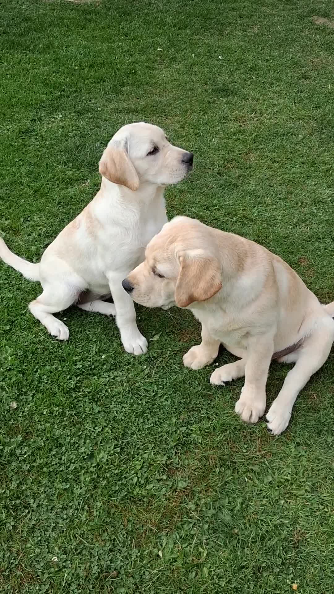 Labrador Retriever dogs for sale: Beautiful show quality female available  - Video 1