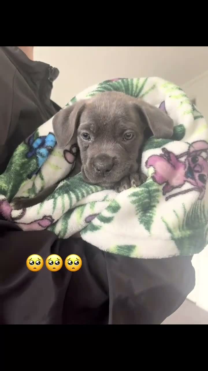 Cane Corso dogs for sale: Blue brindle cane corso in Swindon - Video 2