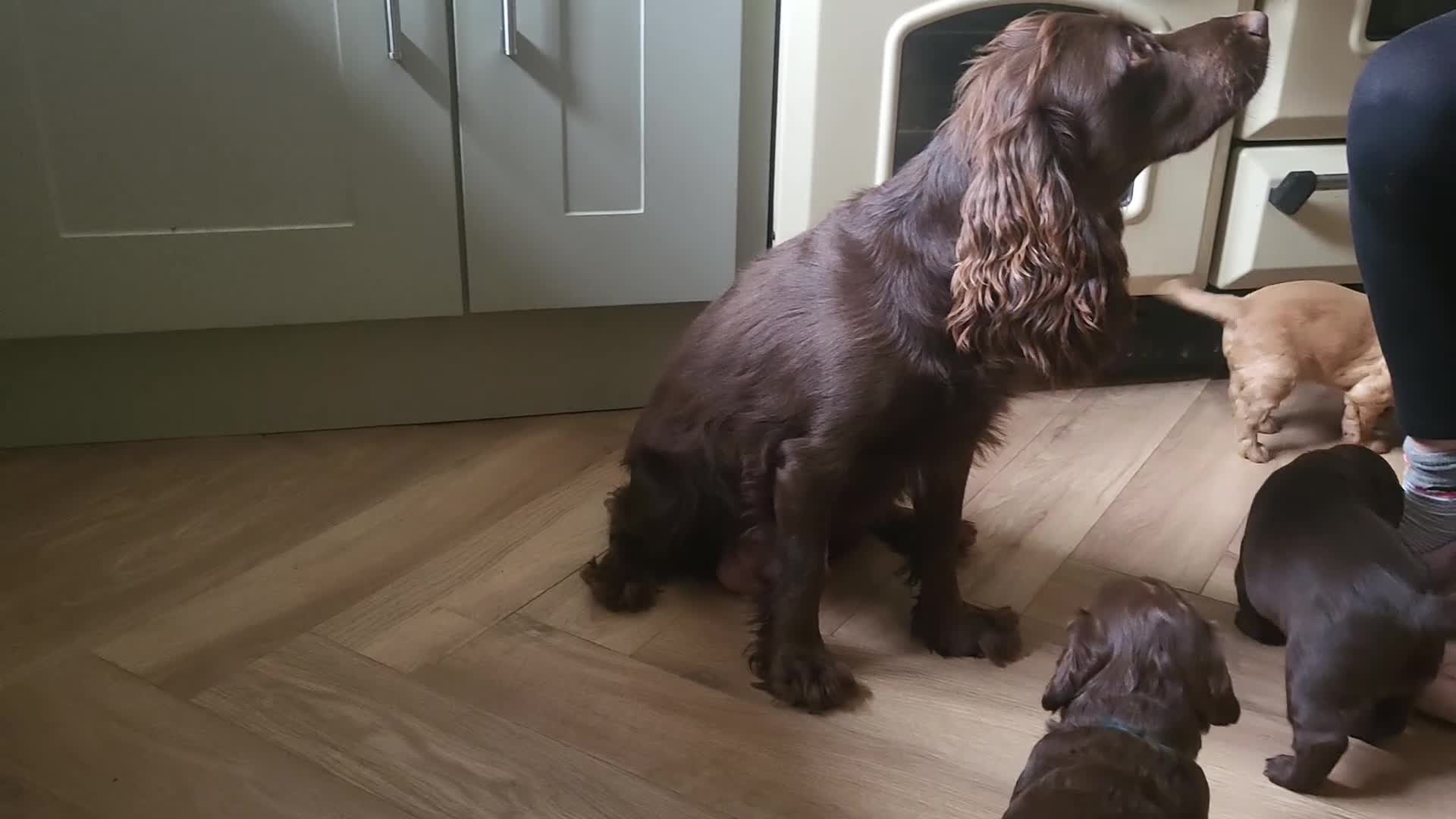 Cocker Spaniel dogs for sale: Lovely Litter of KC registered puppies for sale - Video 1