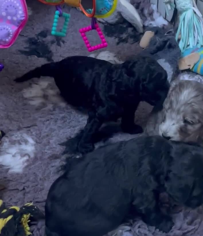 Cockapoo dogs for sale: Cockapoo  - Video 1
