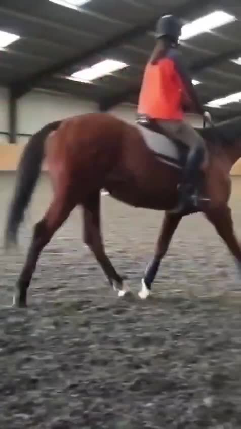 Irish Thoroughbred horses for sale: 15.2hh lovely sensible all rounder - Video 1